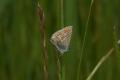 Butterflies: Brown Argus (Aricia agestis)